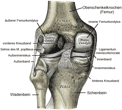 Abb. 15: Linkes Kniegelenk mit Bandapparat und Menisken (Ansicht von hinten, schematisch)